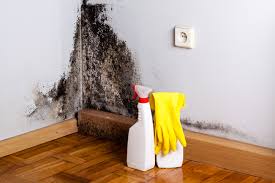 Best Black Mold Removal in Norwood, NY